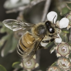 Apis mellifera (European honey bee) at Croke Place Grassland (CPG) - 14 Nov 2023 by kasiaaus