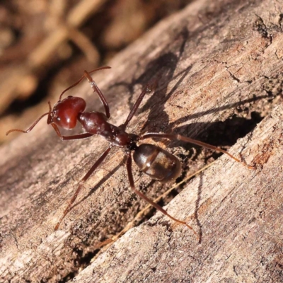 Iridomyrmex purpureus (Meat Ant) at Gundary, NSW - 12 Nov 2023 by ConBoekel