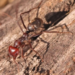 Iridomyrmex purpureus at Pomaderris Nature Reserve - 12 Nov 2023