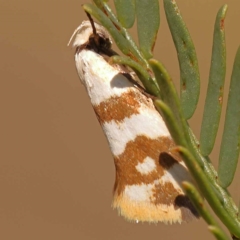 Unidentified Concealer moth (Oecophoridae) at Pomaderris Nature Reserve - 11 Nov 2023 by ConBoekel