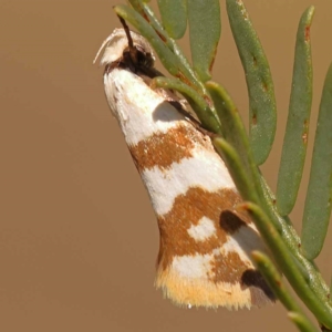 Tanyzancla atricollis at Pomaderris Nature Reserve - 12 Nov 2023 10:44 AM