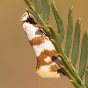 Tanyzancla atricollis at Pomaderris Nature Reserve - 12 Nov 2023 10:44 AM