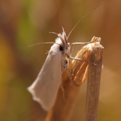 Thema holoxesta (A Concealer moth (Chezala Group)) at Gundary, NSW - 11 Nov 2023 by ConBoekel