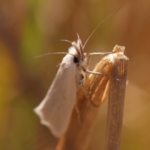 Thema holoxesta at Pomaderris Nature Reserve - 12 Nov 2023