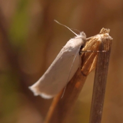 Thema holoxesta at Pomaderris Nature Reserve - 12 Nov 2023 10:41 AM