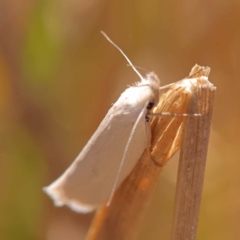 Thema holoxesta at Pomaderris Nature Reserve - 12 Nov 2023