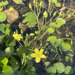 Ornduffia reniformis (Running Marsh-flower) at Michelago, NSW - 13 Nov 2023 by JaneR