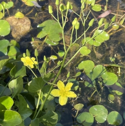 Ornduffia reniformis (Running Marsh-flower) at Michelago, NSW - 13 Nov 2023 by JaneR