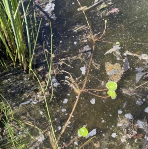 Ornduffia reniformis at Illilanga & Baroona - 13 Nov 2023