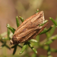 Epiphyas asthenopis (A Tortricid moth) at Pomaderris Nature Reserve - 12 Nov 2023 by ConBoekel