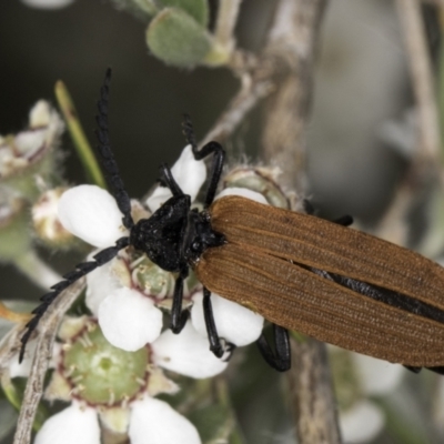 Porrostoma rhipidium (Long-nosed Lycid (Net-winged) beetle) at Croke Place Grassland (CPG) - 14 Nov 2023 by kasiaaus