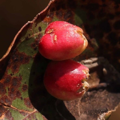 Unidentified Eucalyptus Gall at Pomaderris Nature Reserve - 12 Nov 2023 by ConBoekel