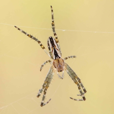 Plebs bradleyi (Enamelled spider) at Pomaderris Nature Reserve - 11 Nov 2023 by ConBoekel