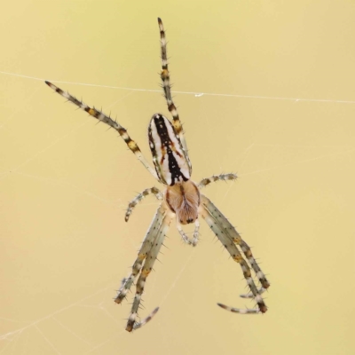 Plebs bradleyi (Enamelled spider) at Pomaderris Nature Reserve - 12 Nov 2023 by ConBoekel