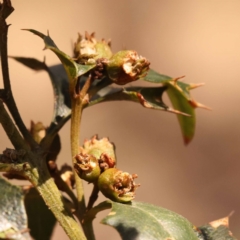 Podolobium ilicifolium (prickly shaggy-pea) at Pomaderris Nature Reserve - 12 Nov 2023 by ConBoekel