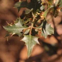 Podolobium ilicifolium (Andrews) Crisp at Pomaderris Nature Reserve - 12 Nov 2023