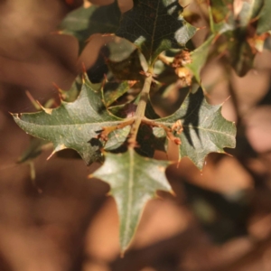 Podolobium ilicifolium at Pomaderris Nature Reserve - 12 Nov 2023 11:29 AM