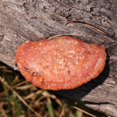 Trametes coccinea (Scarlet Bracket) at Pomaderris Nature Reserve - 12 Nov 2023 by ConBoekel