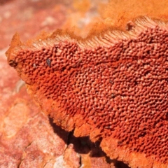 Trametes coccinea at Pomaderris Nature Reserve - 12 Nov 2023