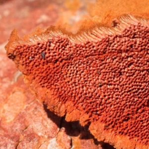 Trametes coccinea at Pomaderris Nature Reserve - 12 Nov 2023