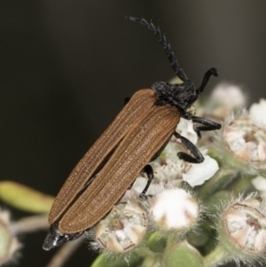 Porrostoma sp. (genus) at McKellar, ACT - 14 Nov 2023 11:21 AM