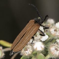 Porrostoma sp. (genus) (Lycid, Net-winged beetle) at Croke Place Grassland (CPG) - 14 Nov 2023 by kasiaaus