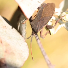 Amorbus sp. (genus) (Eucalyptus Tip bug) at Pomaderris Nature Reserve - 11 Nov 2023 by ConBoekel