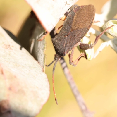 Amorbus sp. (genus) (Eucalyptus Tip bug) at Gundary, NSW - 11 Nov 2023 by ConBoekel