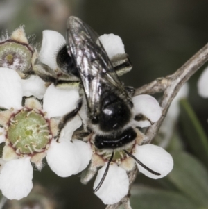 Leioproctus (Cladocerapis) sp. (genus & subgenus) at McKellar, ACT - 14 Nov 2023