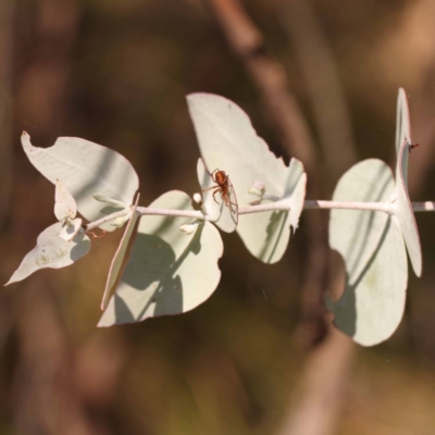 Eucalyptus cinerea subsp. cinerea (Argyle Apple) at Pomaderris Nature Reserve - 19 Nov 2023 by ConBoekel