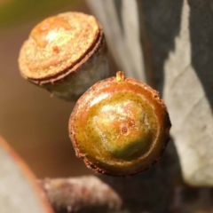 Eucalyptus cinerea subsp. cinerea at Pomaderris Nature Reserve - 19 Nov 2023