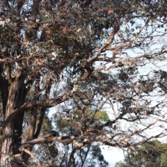 Eucalyptus cinerea subsp. cinerea at Pomaderris Nature Reserve - 19 Nov 2023