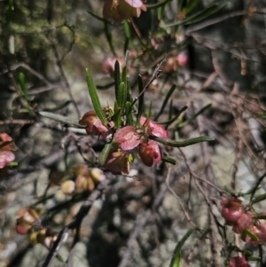 Dodonaea viscosa subsp. angustissima at QPRC LGA - 15 Nov 2023