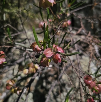 Dodonaea viscosa subsp. angustissima (Hop Bush) at Captains Flat, NSW - 15 Nov 2023 by Csteele4