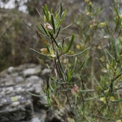 Dodonaea viscosa subsp. angustissima at QPRC LGA - 15 Nov 2023