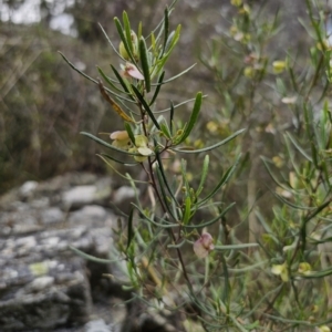 Dodonaea viscosa subsp. angustissima at QPRC LGA - 15 Nov 2023