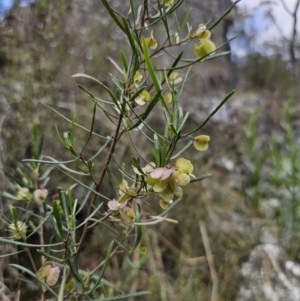 Dodonaea viscosa subsp. angustissima at QPRC LGA - 15 Nov 2023 02:23 PM