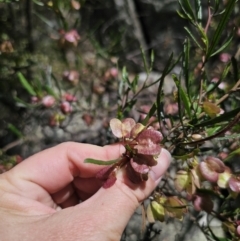 Dodonaea viscosa subsp. angustissima at QPRC LGA - 15 Nov 2023