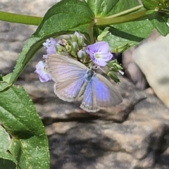 Zizina otis (Common Grass-Blue) at Captains Flat, NSW - 15 Nov 2023 by Csteele4