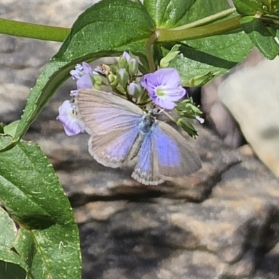 Zizina otis (Common Grass-Blue) at QPRC LGA - 15 Nov 2023 by Csteele4