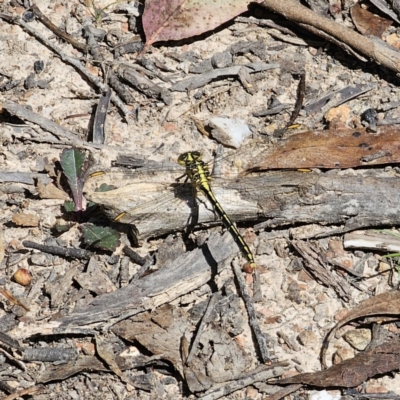 Austrogomphus guerini (Yellow-striped Hunter) at Captains Flat, NSW - 15 Nov 2023 by Csteele4