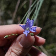 Linum marginale (Native Flax) at Captains Flat, NSW - 15 Nov 2023 by Csteele4