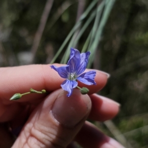 Linum marginale at QPRC LGA - 15 Nov 2023 02:26 PM