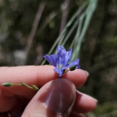 Linum marginale at QPRC LGA - 15 Nov 2023 02:26 PM