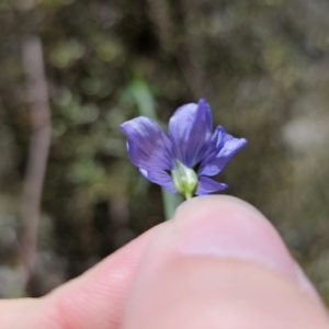 Linum marginale at QPRC LGA - 15 Nov 2023 02:26 PM