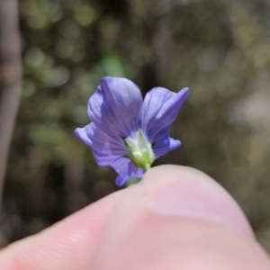 Linum marginale at QPRC LGA - 15 Nov 2023 02:26 PM