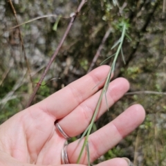 Linum marginale at QPRC LGA - 15 Nov 2023 02:26 PM