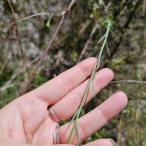 Linum marginale at QPRC LGA - 15 Nov 2023 02:26 PM