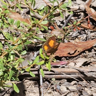 Paralucia aurifera (Bright Copper) at Captains Flat, NSW - 15 Nov 2023 by Csteele4