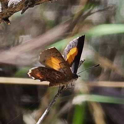 Paralucia aurifera (Bright Copper) at Captains Flat, NSW - 15 Nov 2023 by Csteele4